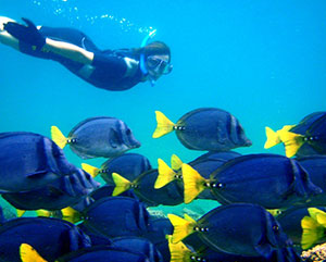 diving in galapagos