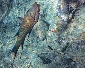 galapagos fish