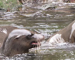 sea lions