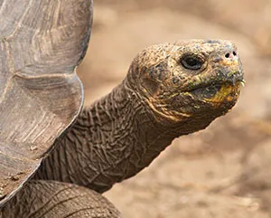 galapagos tortoise