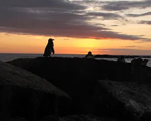 penguin and sunset