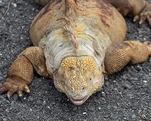 galapagos iguana