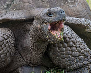 galapagos tortoise