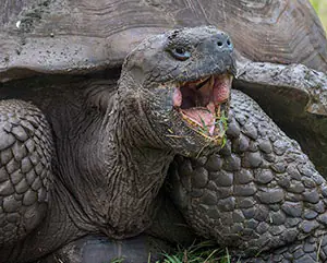 galapagos tortoise