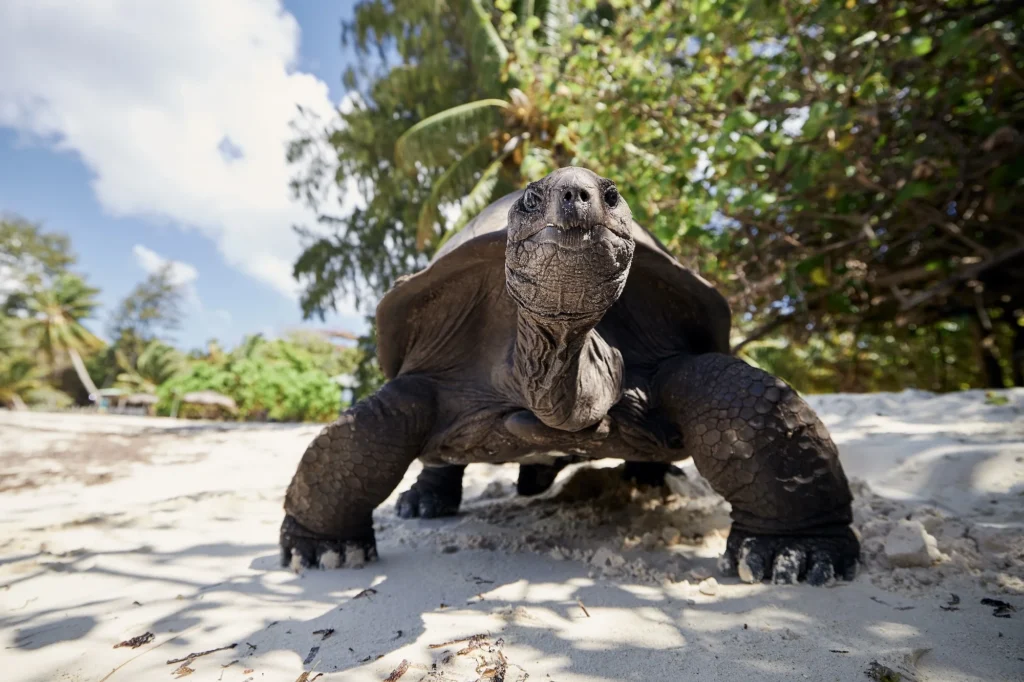 galapagos giant tortoise on a beach in the sun