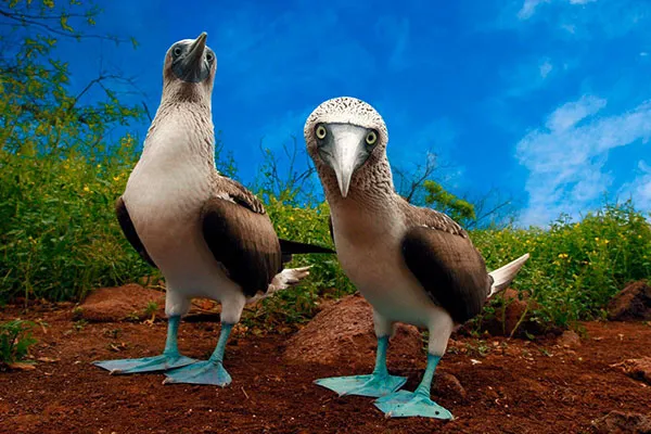 Blue Footed Boobies - Galapagos