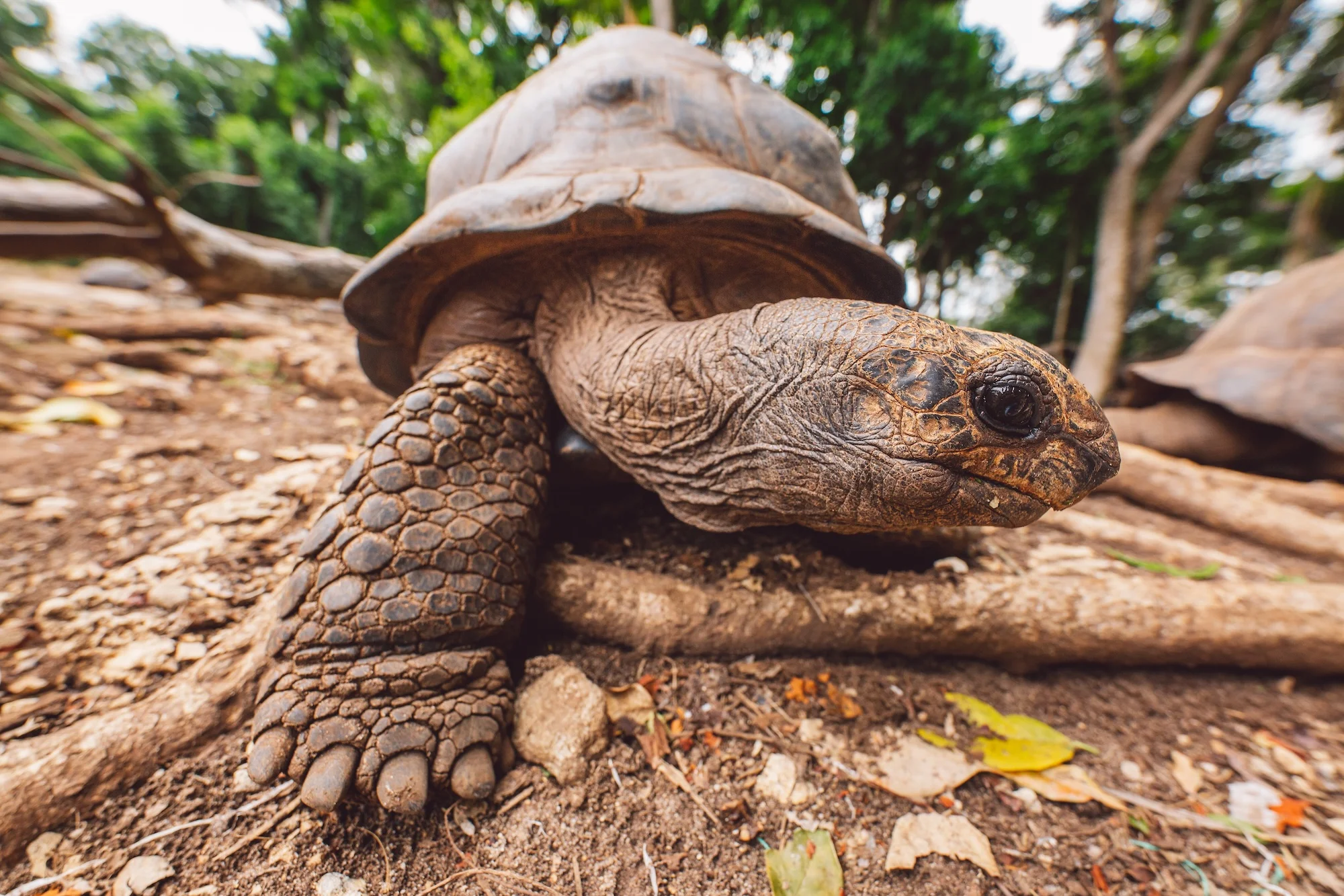 close up of Galapagos Giant Tortoises in the Wild