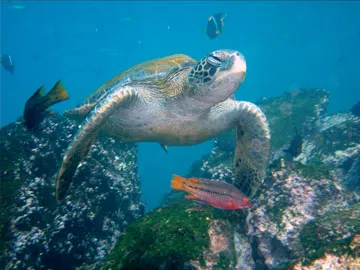 Galapagos Diving Tours