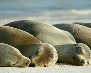 sea lions dreaming