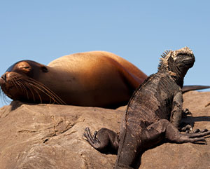 Sea lion and iguana
