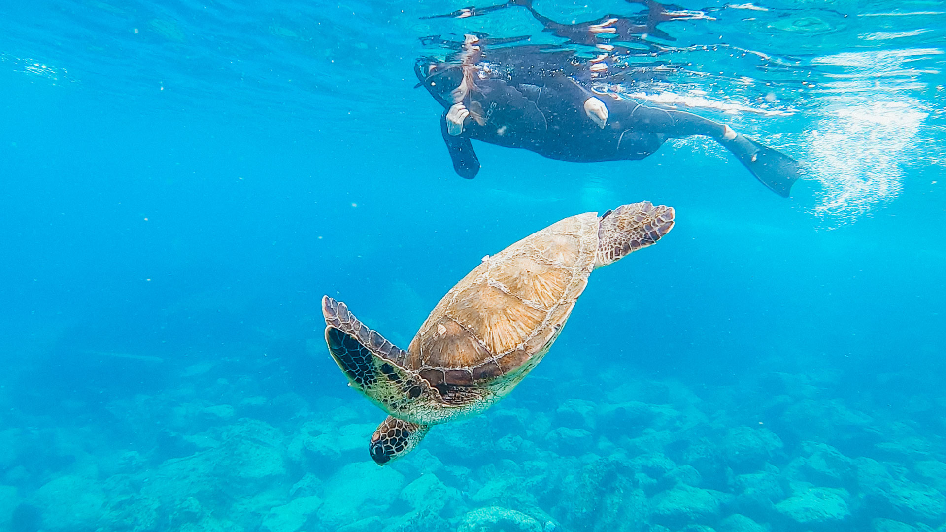 Marine turtle