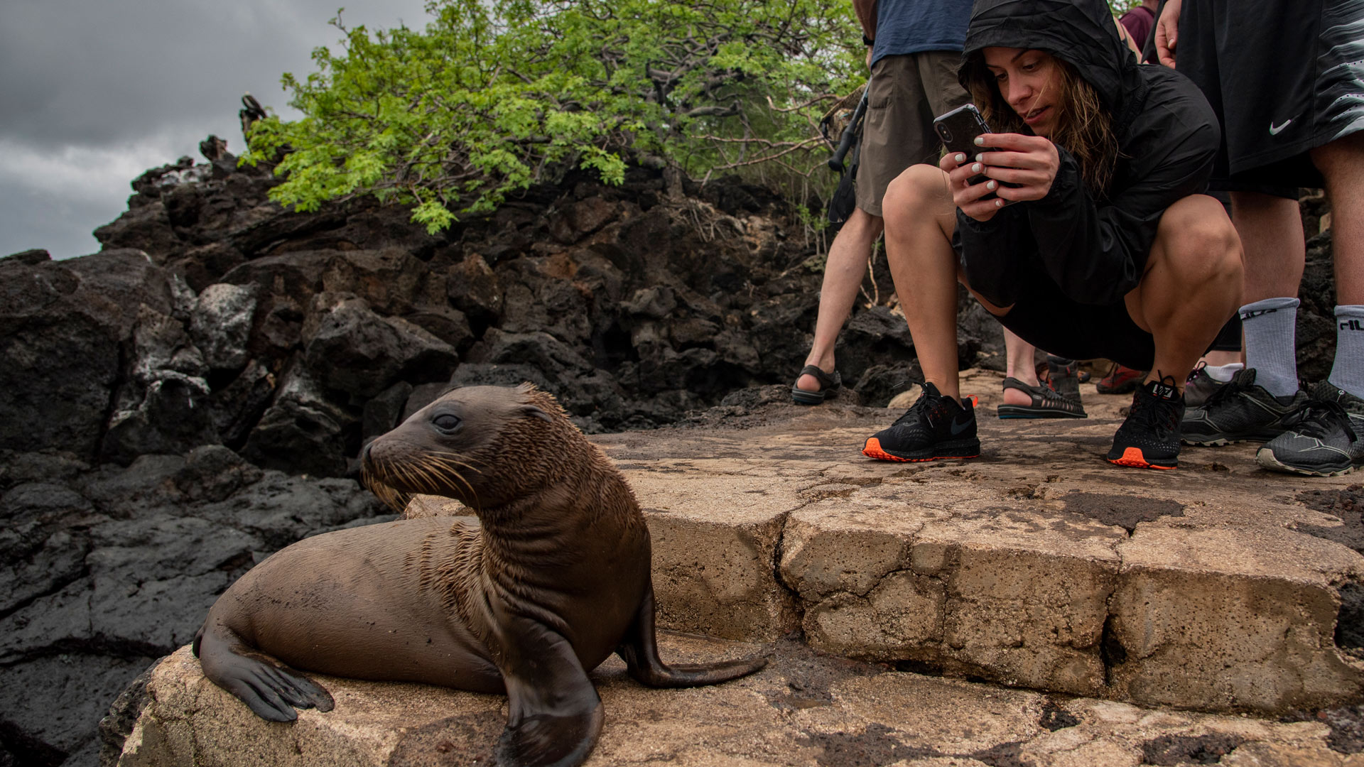 Sea lion