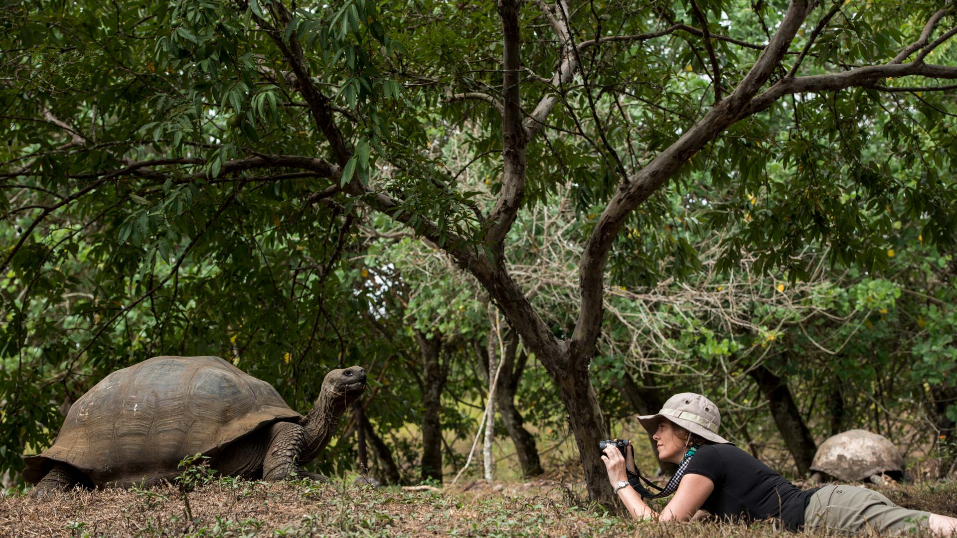 Giant tortoises