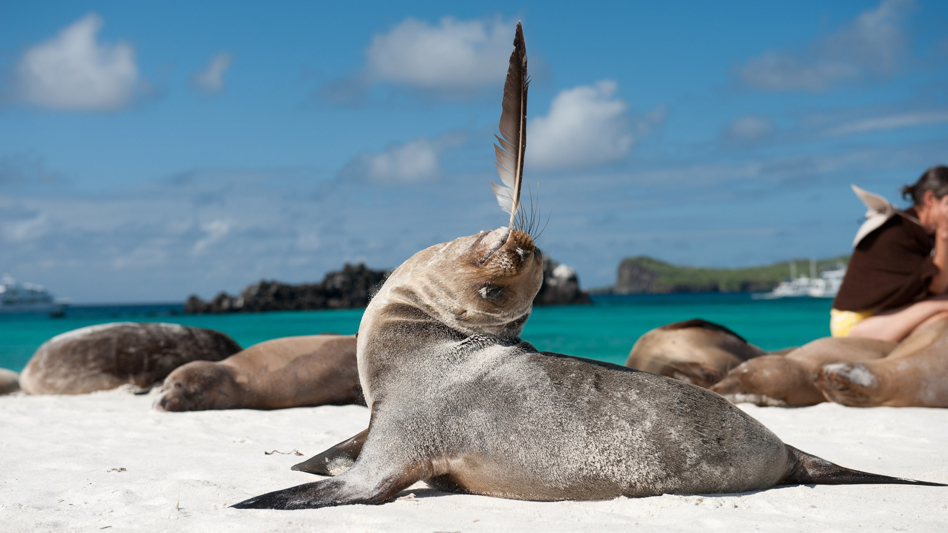 Sea lion