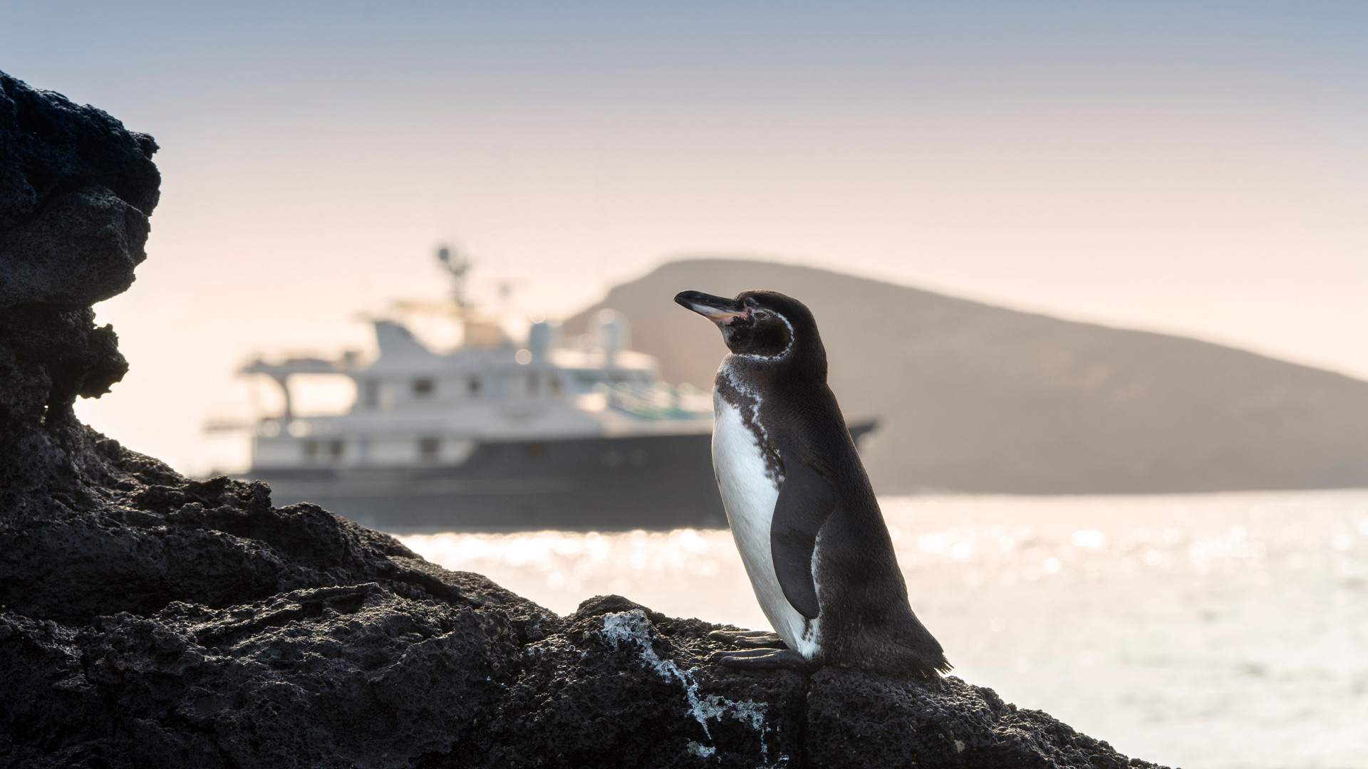 Galapagos penguin