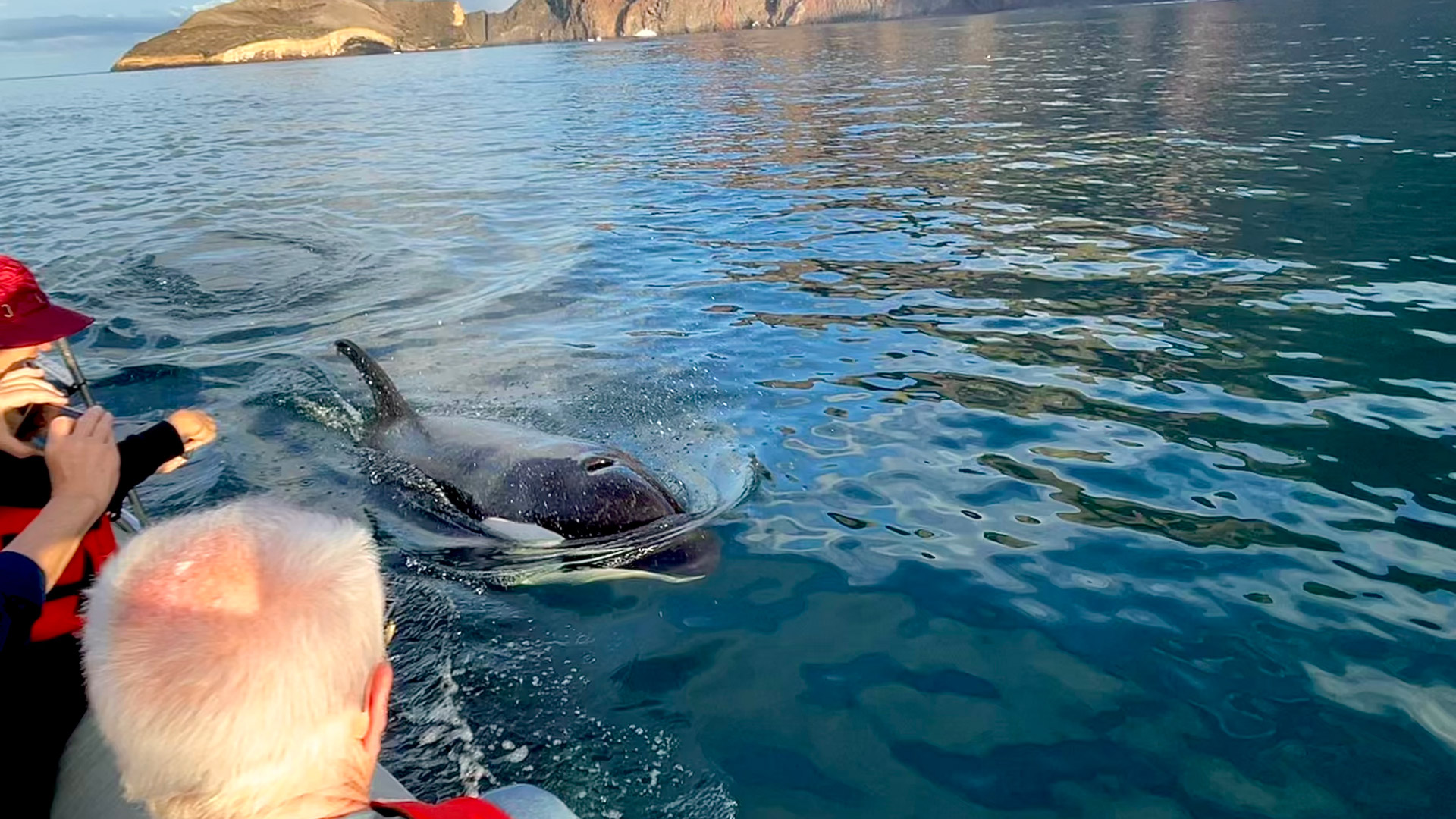 Galapagos whale