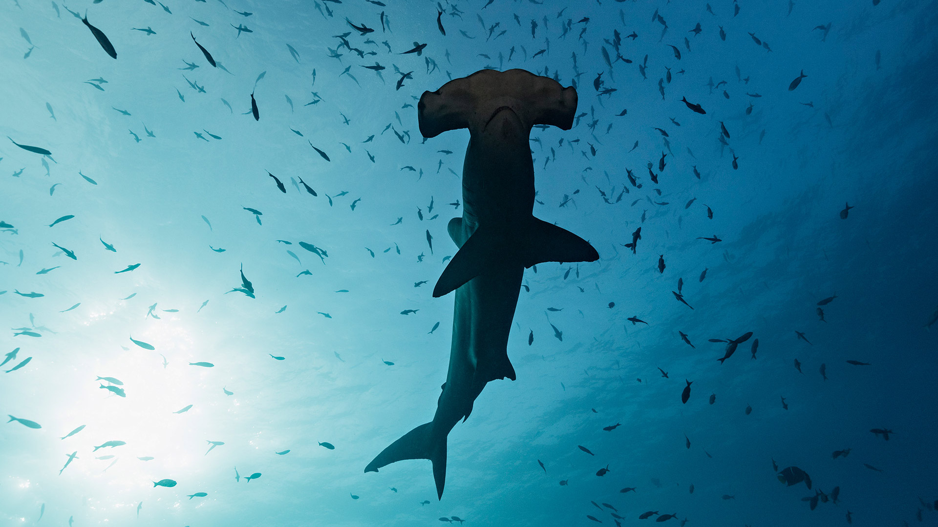 Hammerhead