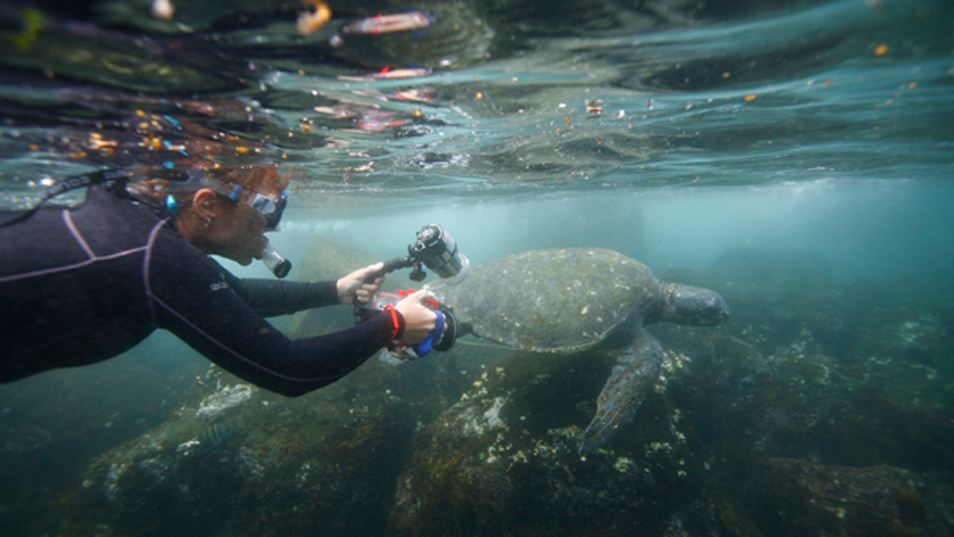 Snorkelling
