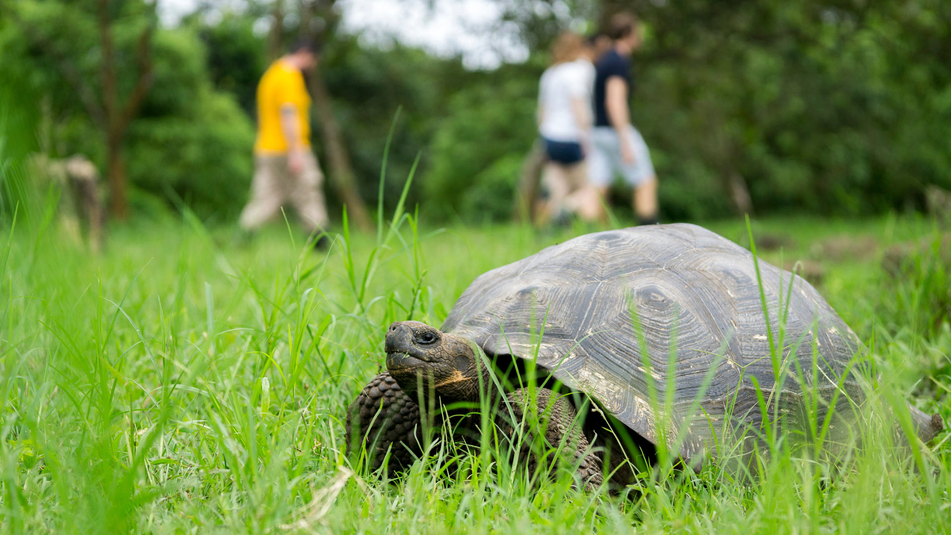 Giant tortoise