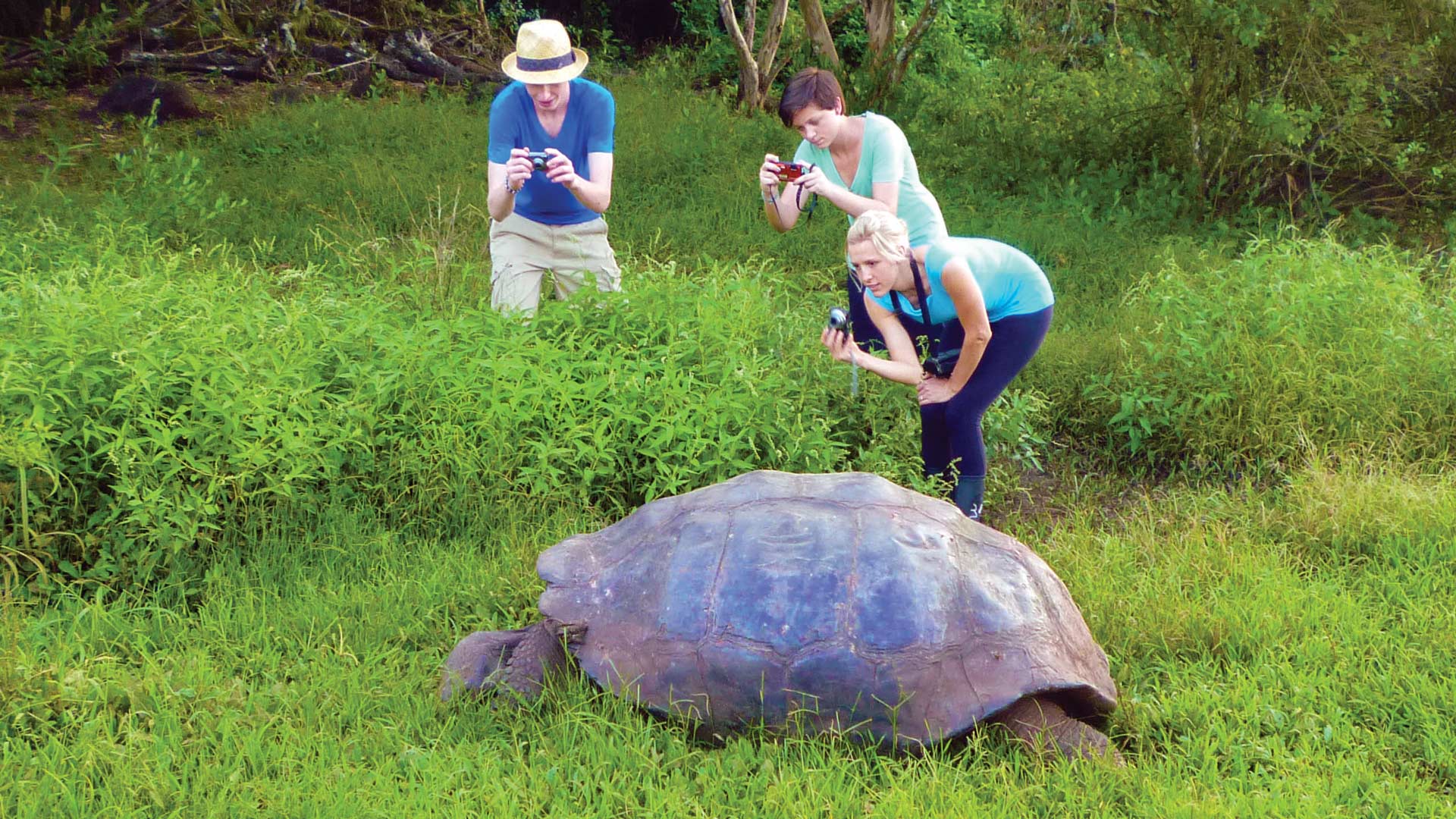 Tortoise with guests – Santa Cruz – Weston Walker Knoblich