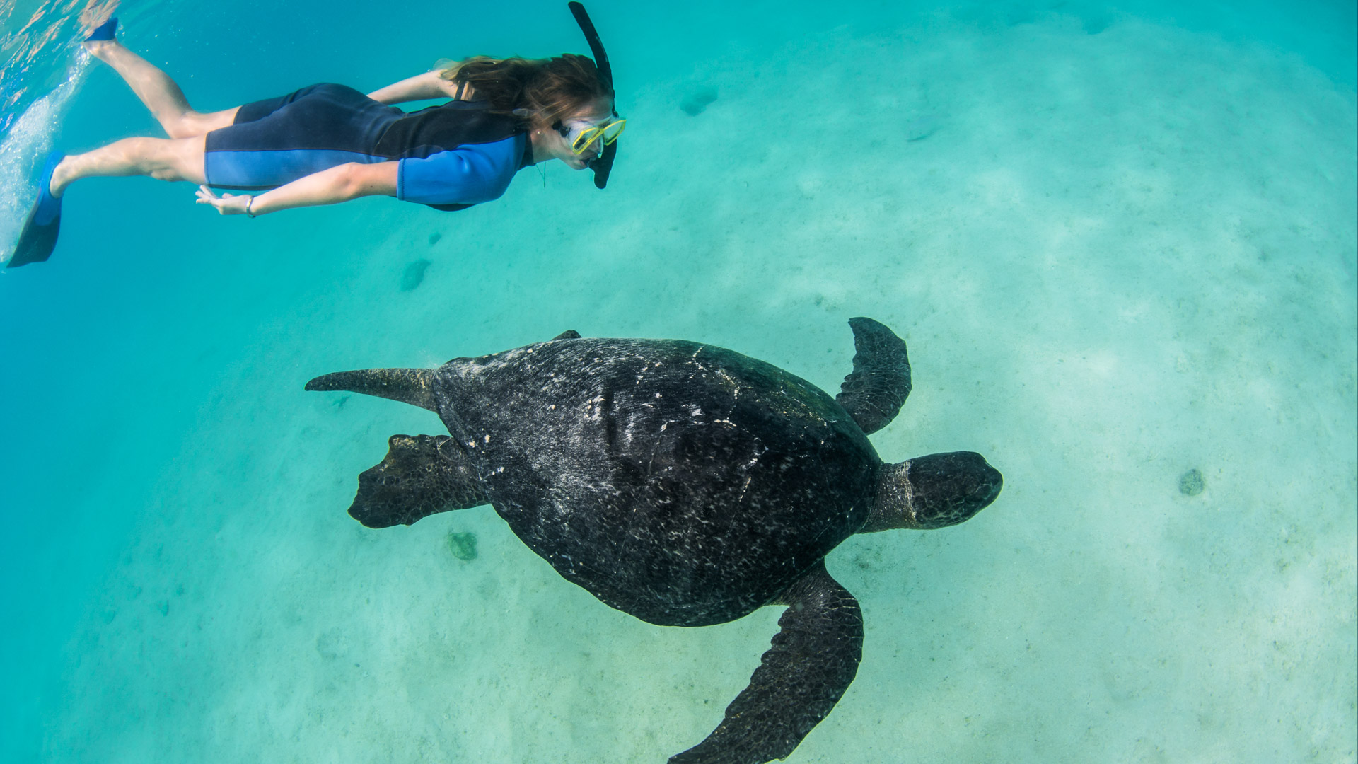 Galapagos Reptiles – Sea Turtle