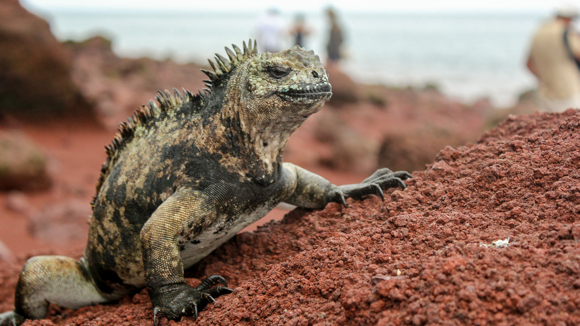 Marine iguana