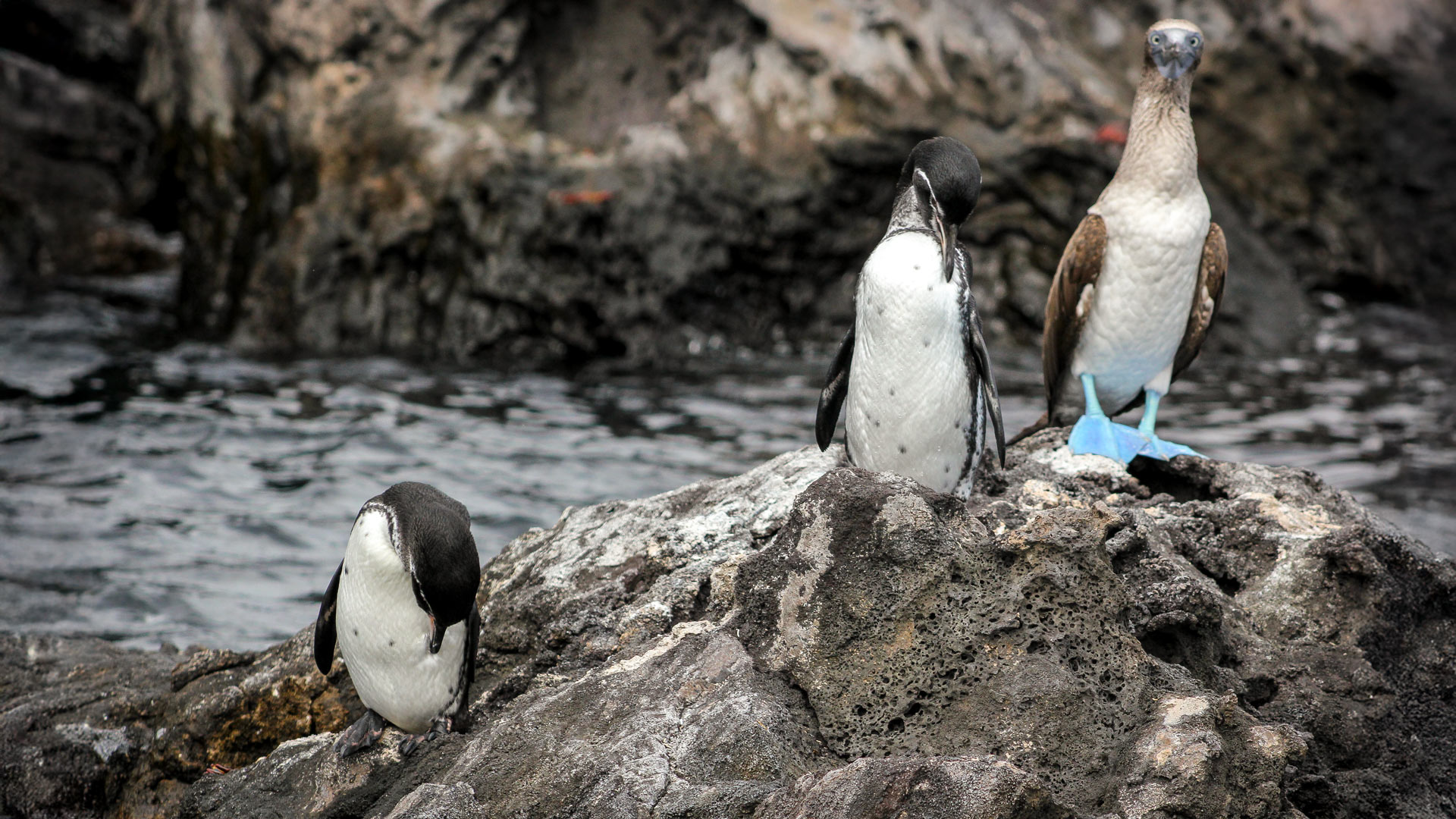 Penguin
