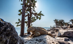Santa Fe Island