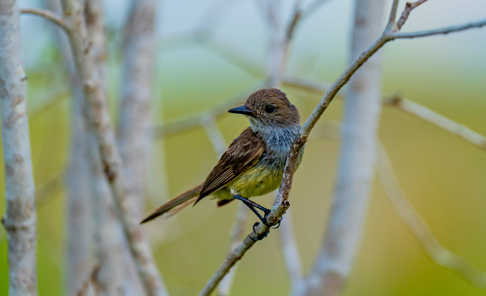 Floreana, Asilo de la Paz
