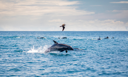 Marchena Island, Playa Negra