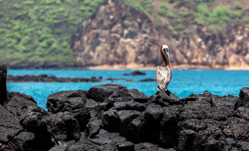 Santa Cruz Island, Puerto Ayora