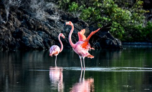 Isabela Island, Punta Moreno