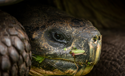 Isabela Island, Tortoise Breeding Center
