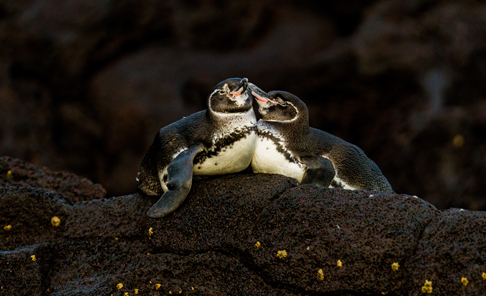 Isabela Island, Urbina Bay
