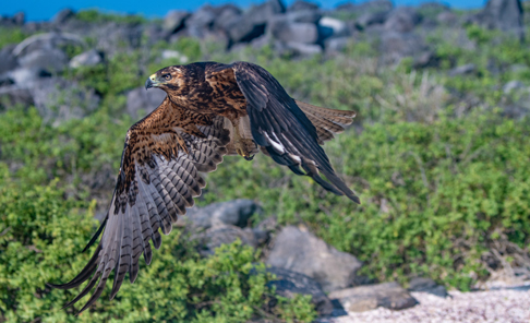 Santa Cruz Island, Whale Bay