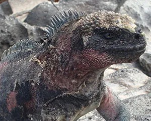 galapagos island marine iguana