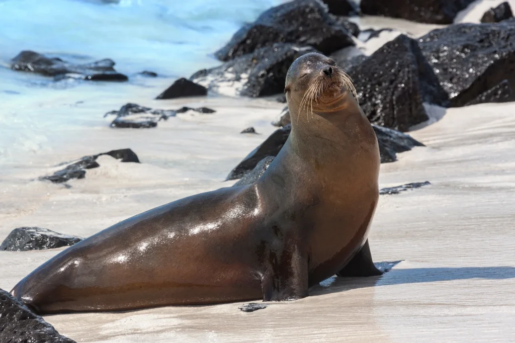 galapagos sea lion espanola island galapagos