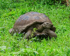 Giant Galapagos Tortoise