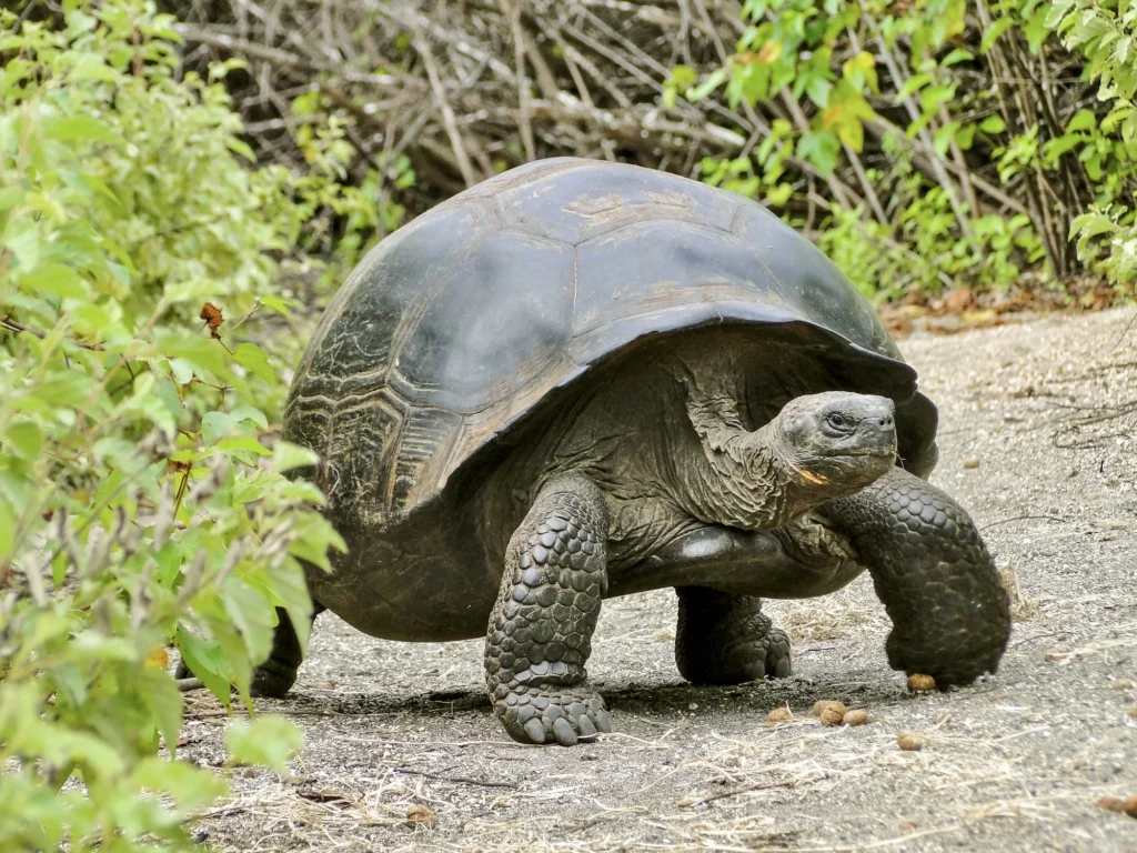 galapagos giant tortoise walking on a tropical area