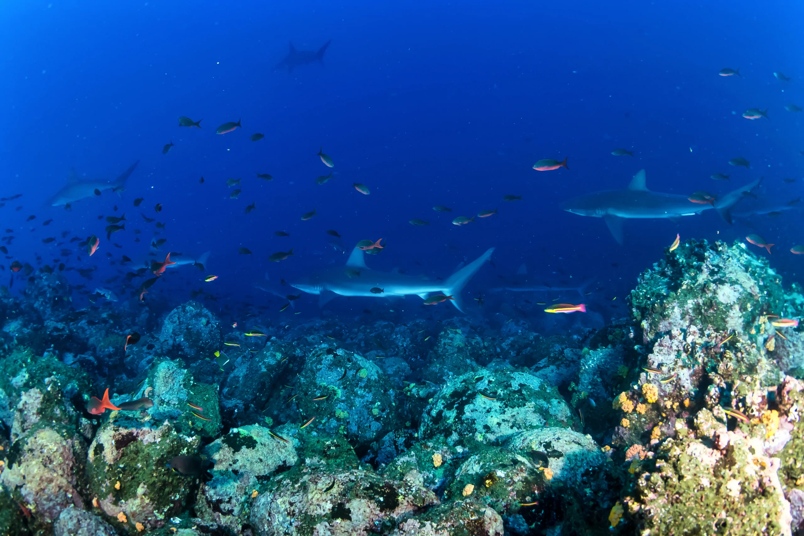 scuba diving with sharks among rocks in the galapagos - Galapagos Islands Diving: Top 7 Dive Sites You Must Visit
