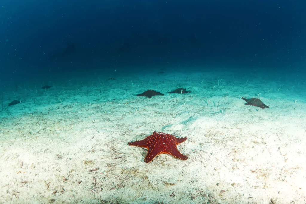 starfish and turtles on ocean floor during dive in Galapagos Island